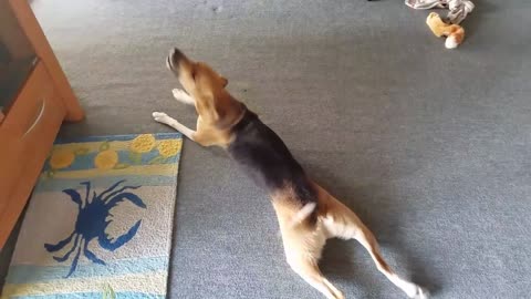 Dog drags himself on carpet