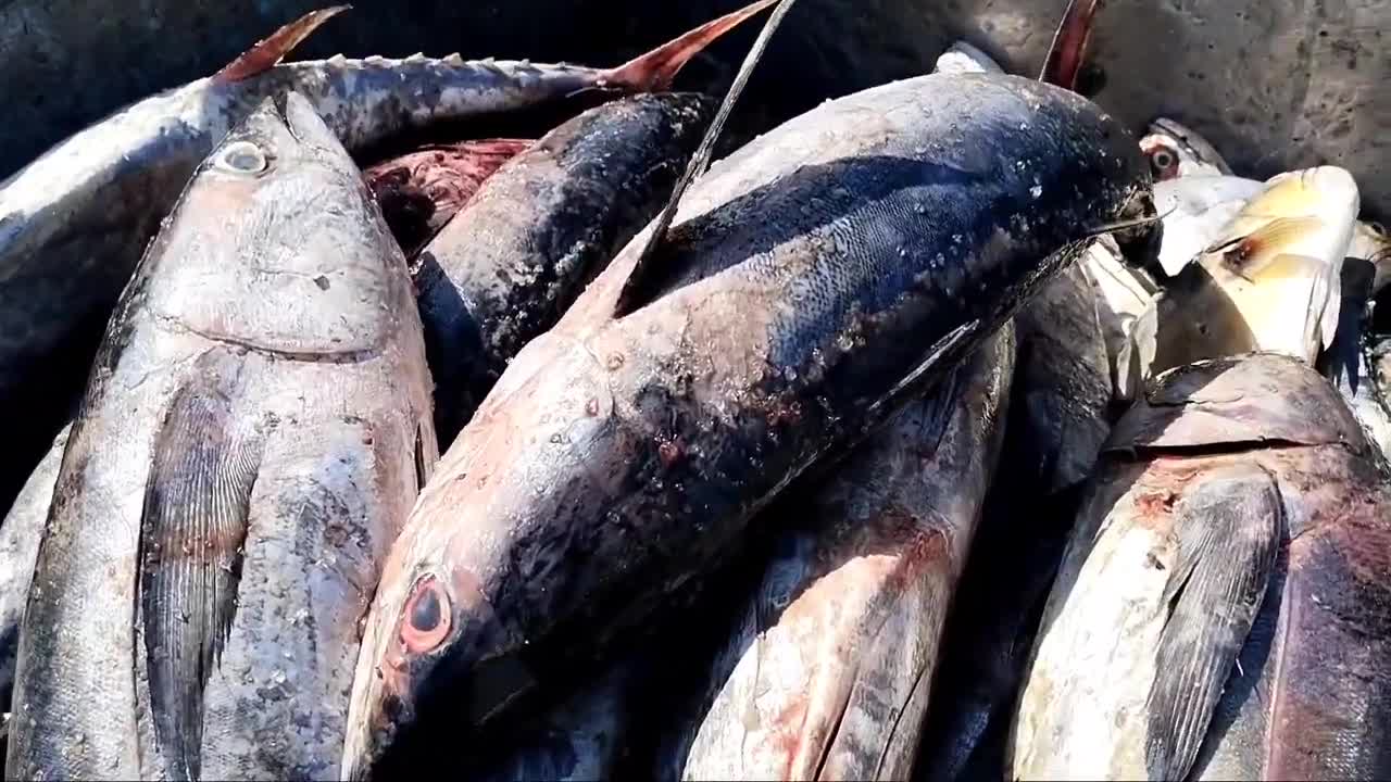 Big Fish Catching || Amazing GholFish || Deep sea in Gujarat fishing Boat ||-16