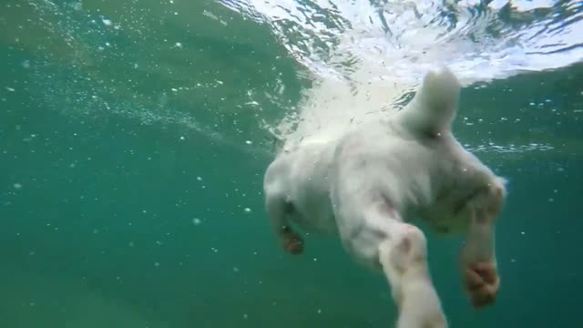 Cute dog swimming