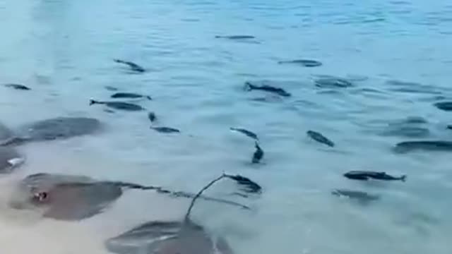 This is an incredible sight of FISH