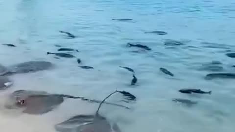 This is an incredible sight of FISH