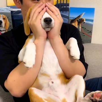 Dog videos Shorts _ Kutte ki video_ #1