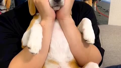 Dog videos Shorts _ Kutte ki video_ #1