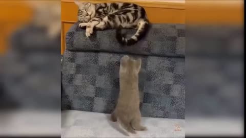 funny cats Change your Mind 21
