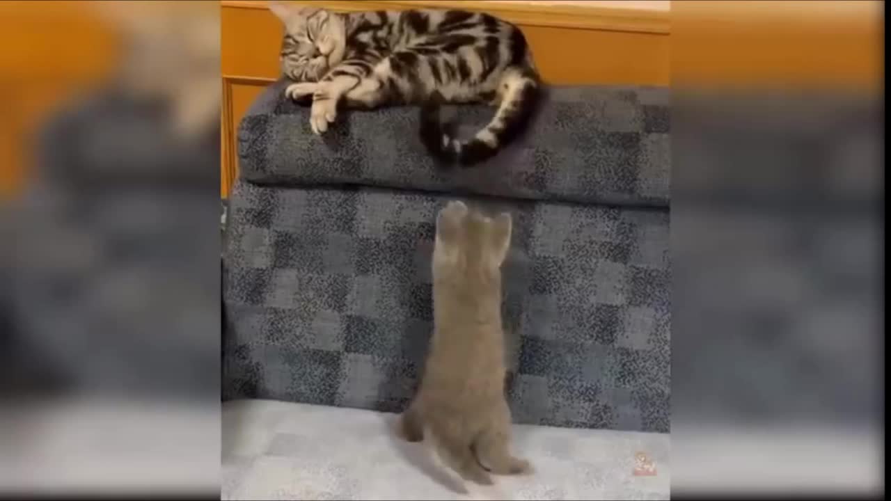 funny cats Change your Mind 21