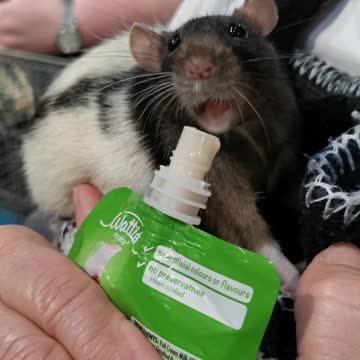 Rescue rat happily drinks from his bottle