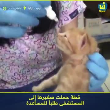 A cat rescues her baby