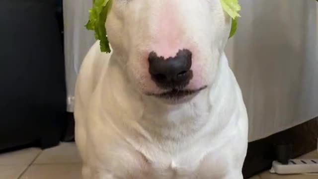 My dog my beautiful dog