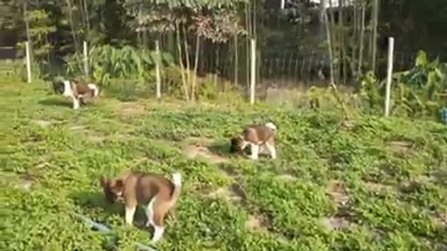 Puppies at play