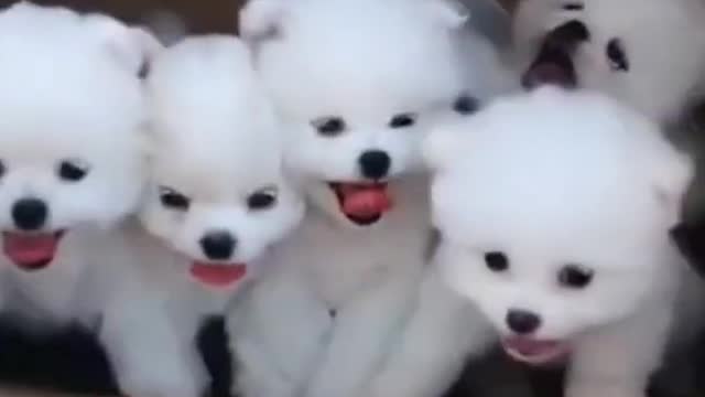 Try not to Laugh | Cute funny puppies will make your day lighter