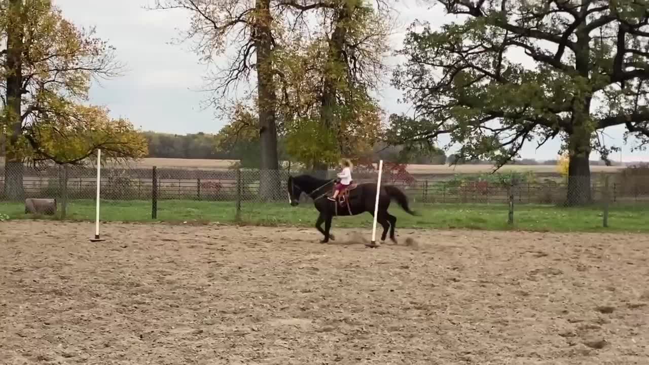 Royal and Bandit weaving poles