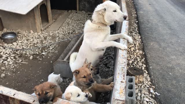 Mother dog and five baby dogs