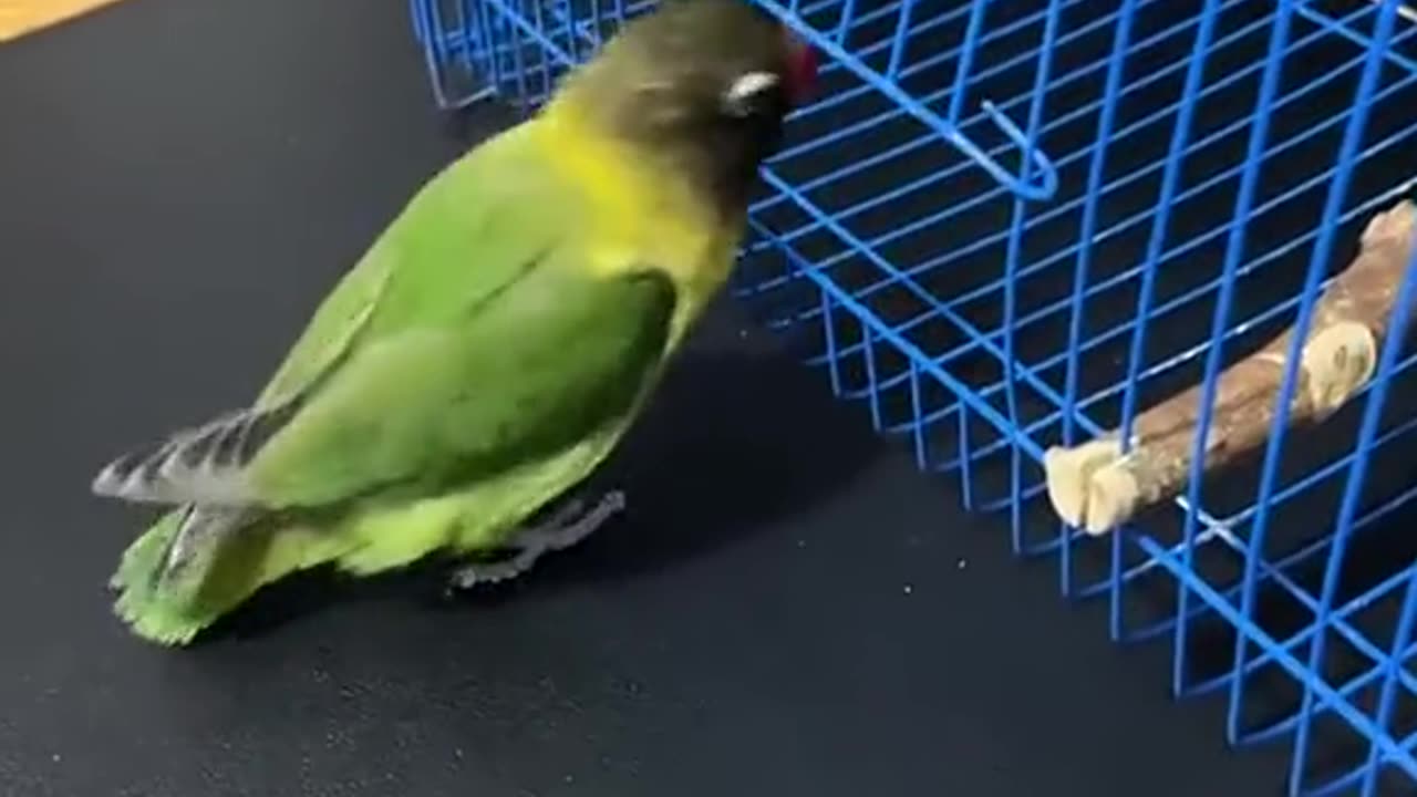 Well trained parrot