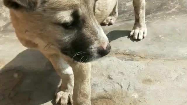 Rumble/Dogs & Puppies- Very cute little puppy