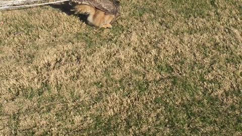 Dramatic Rescue of an Owl Caught in a Soccer Net