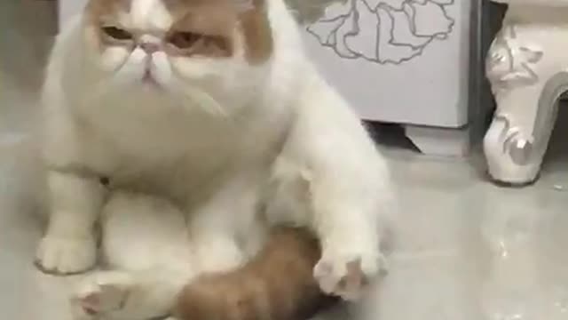 The pet cat rested on the ground and showed a lovely expression