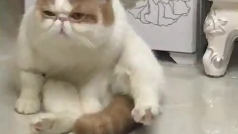 The pet cat rested on the ground and showed a lovely expression