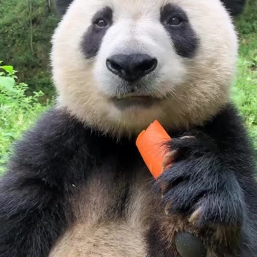 What a time to enjoy my carrot with disturbers🤣🤣