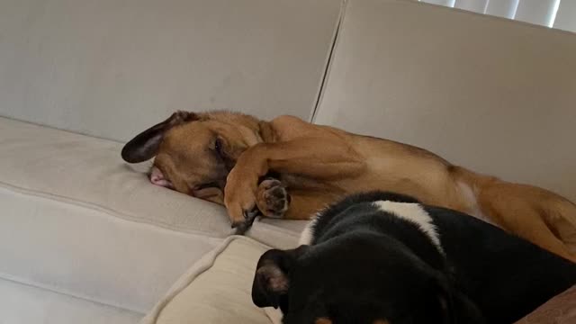 Puppy just waking up.