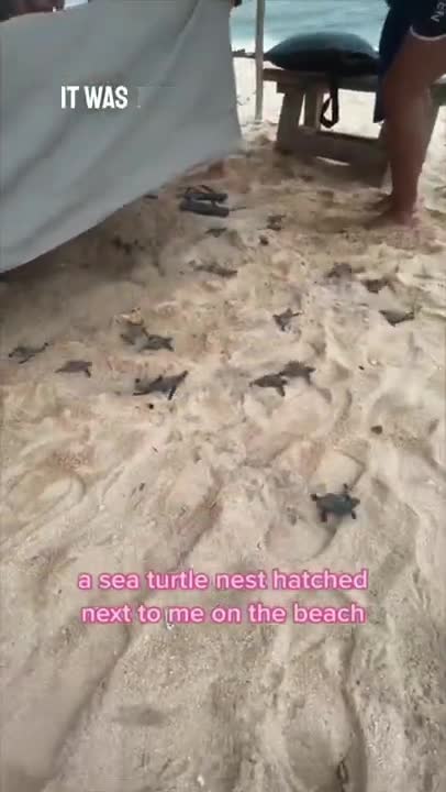 Cute Baby Sea Turtles on a Beach in Mexico