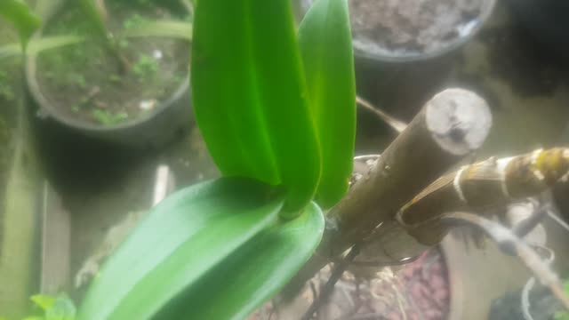 beautuful flower on my back windows