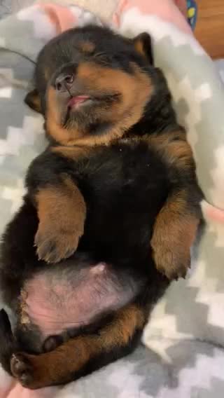 Baby Rottweiler or Baby Bear Cub?