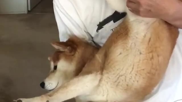 Be contented when you are a man, know not enough when you are doing things