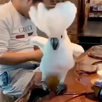 A parrot bird dances to loud music in a funny way