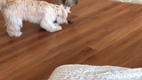 White dogs running around looking at fidget spinner