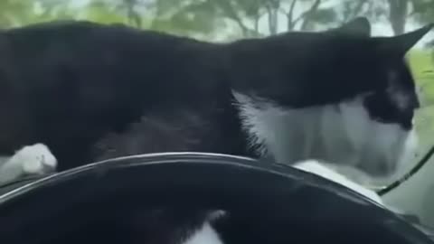 Cute and funny animal video