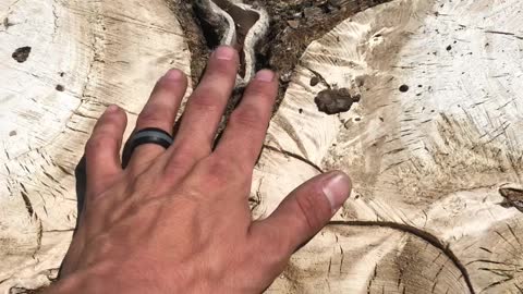 Old Tennis Ball Discovered in Tree Stump