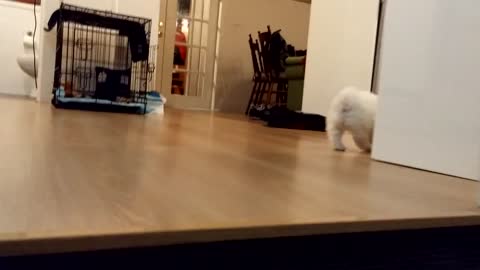 Puppy barking