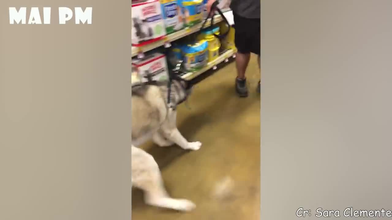 Funky dogs reaction 😂