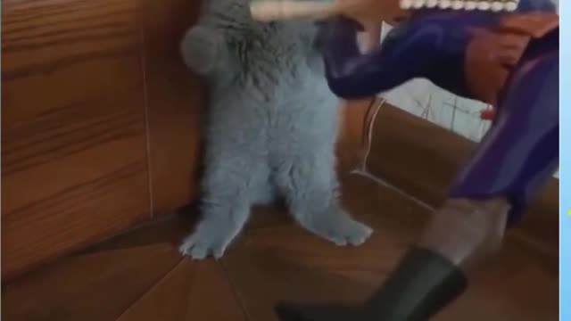 The Cat Funnies Ever