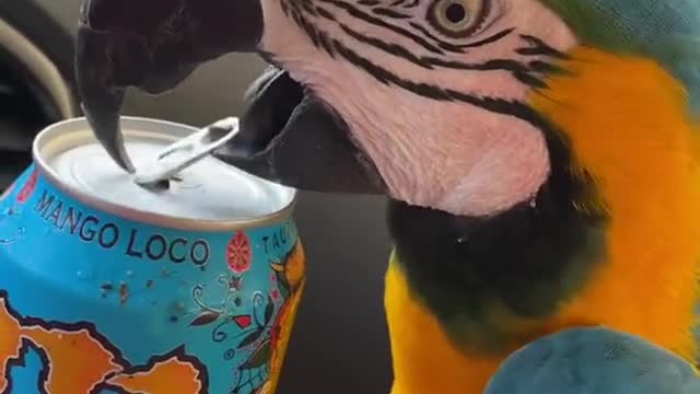 It is said that animals or birds do not have brains like humans