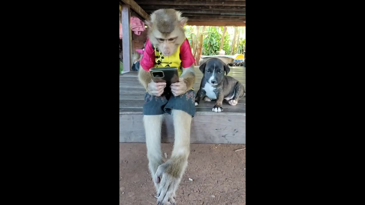 Monkey and Dog Take Over the Supermarket: Hilarious Phone-Pressing Adventure!