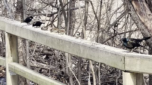 Black birds of James Gardens Toronto