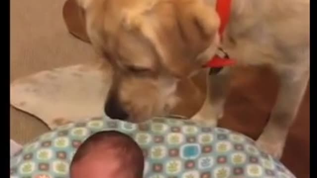 Labrador Stops Newborn Baby From Crying