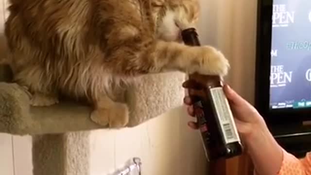 Cat unwinds with ice cold beer