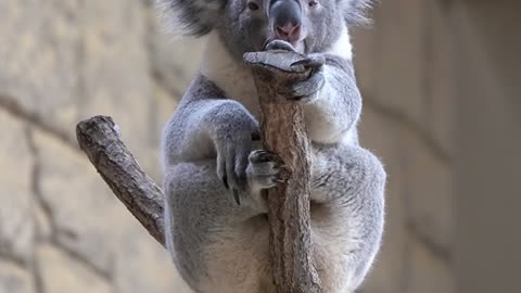 Koala Rings His Own Bell