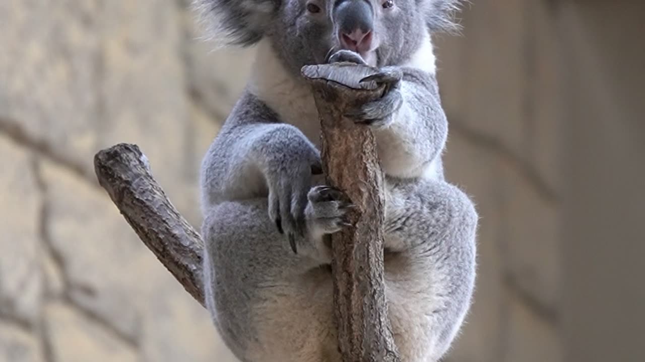 Koala Rings His Own Bell