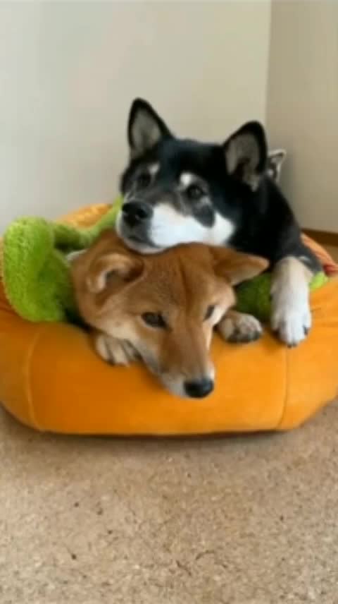 Hot Dog? It is better! Double hot dog!