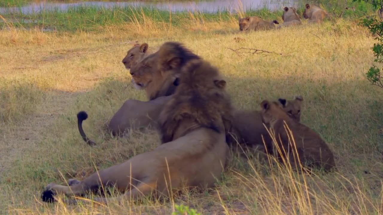 Daddy lions playing with their cubs