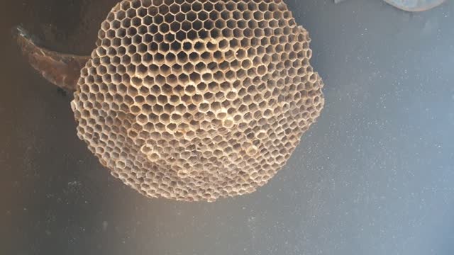 There was a wasp nest in my house