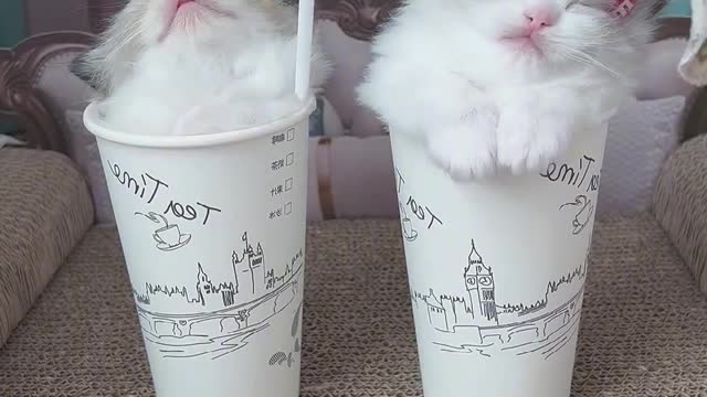 cute cat in cup