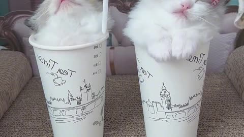 cute cat in cup