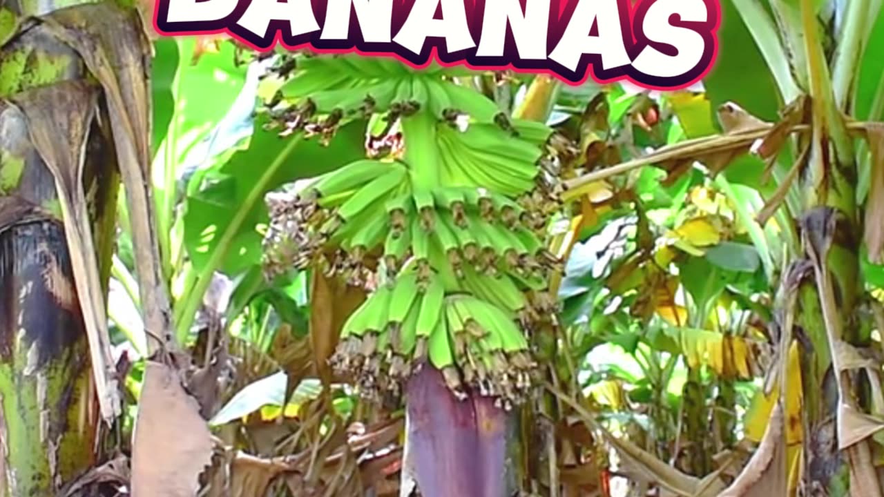 Interesting Facts About Bananas