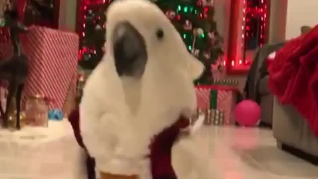Cute parrot