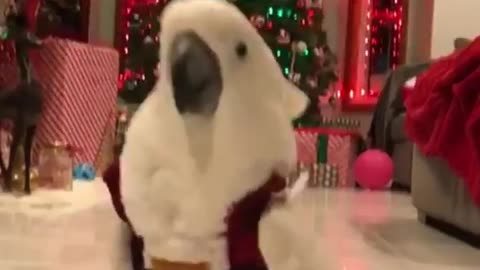 Cute parrot