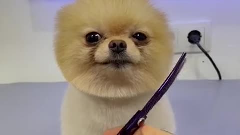 Funny and Cute Dog Video